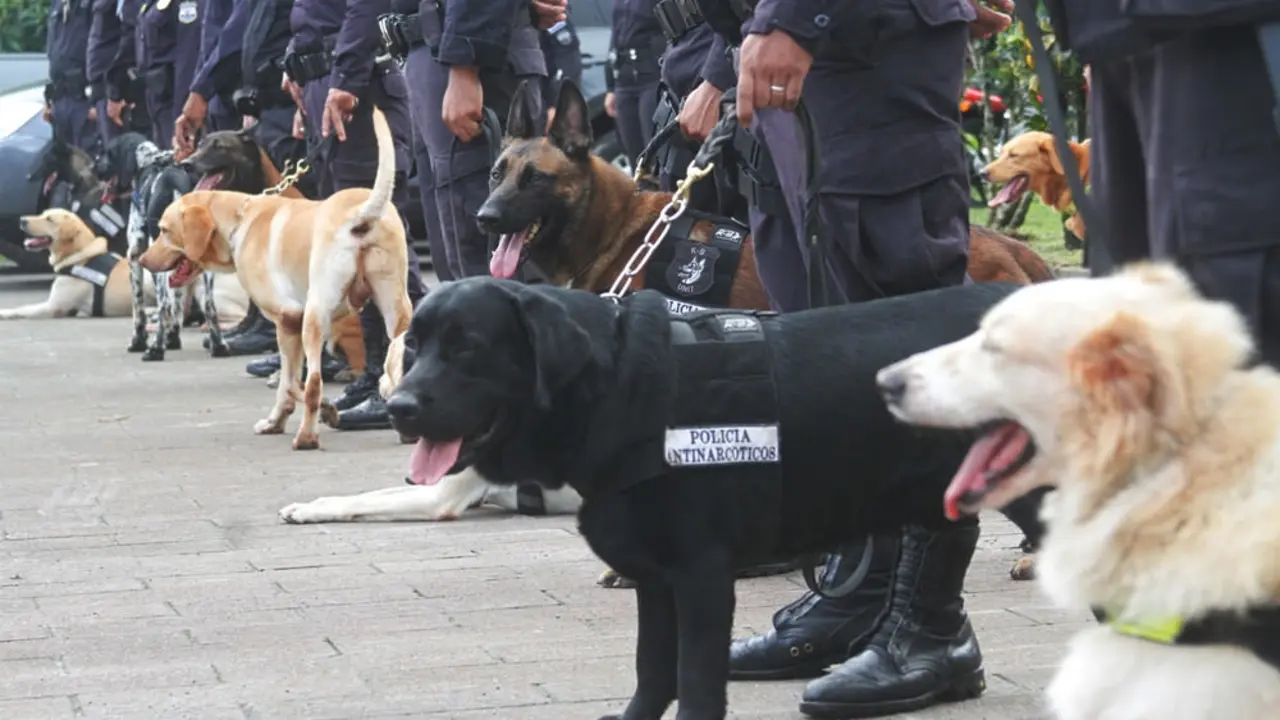 37469264192_f8fab27e4d_b