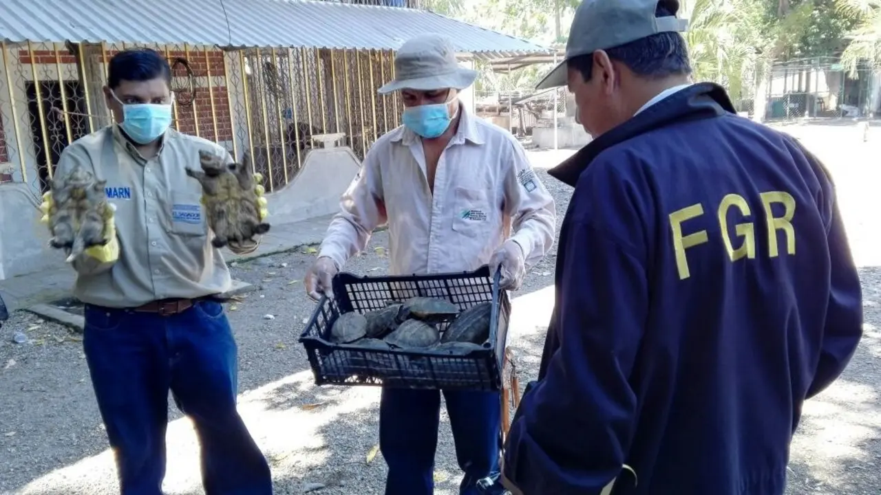 Incautan tortugas en La Paz