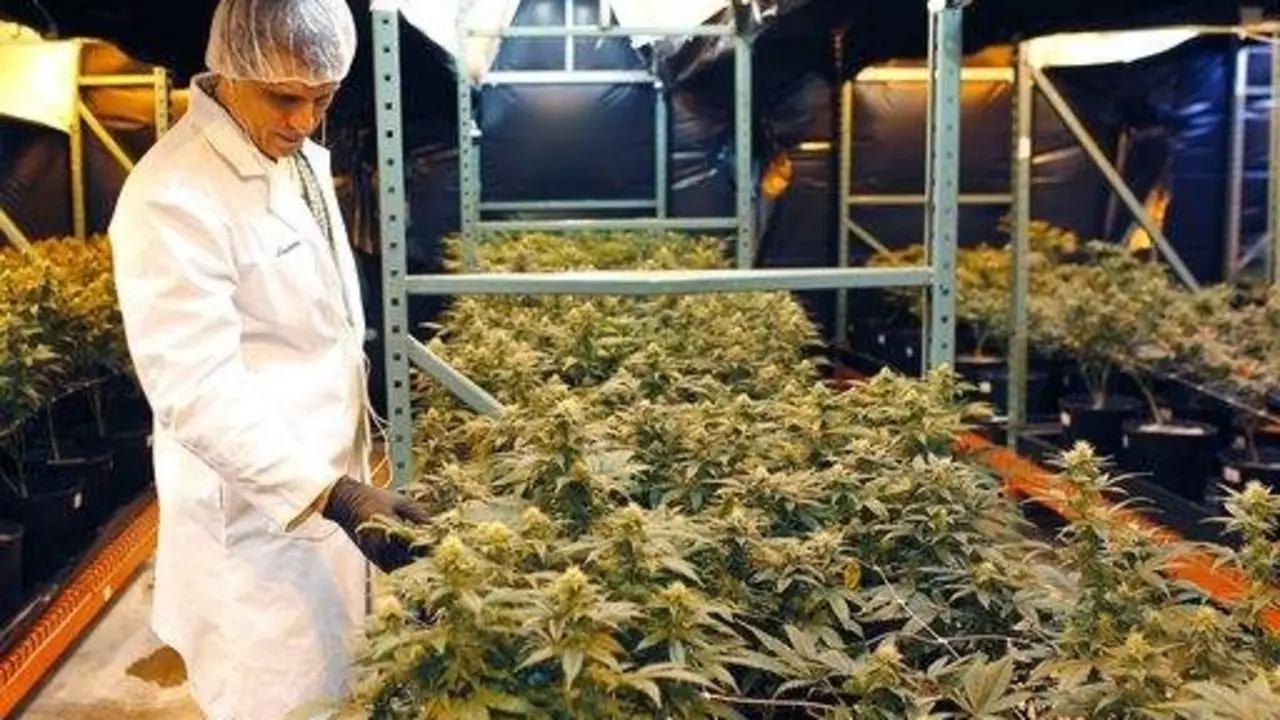 Licenciatura en Marihuana