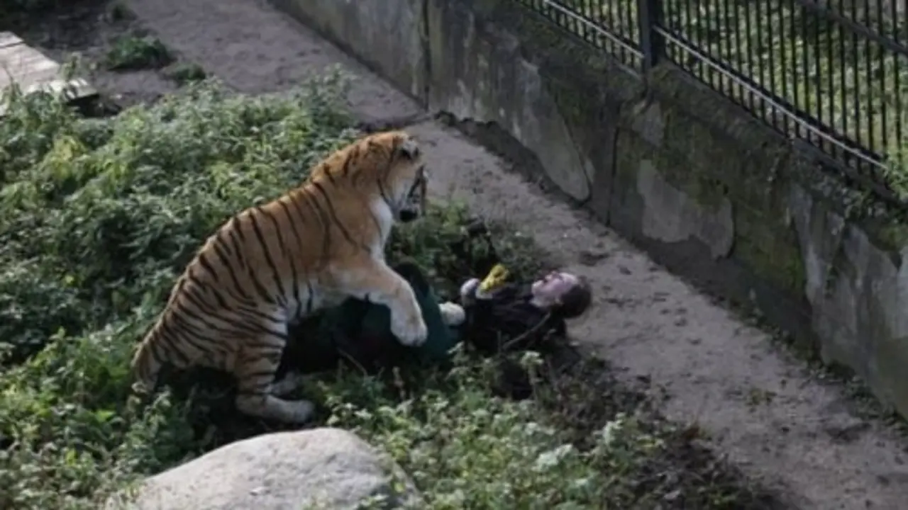 Tigre ataca cuidadora