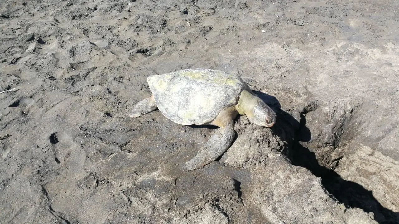 Tortugas muertas