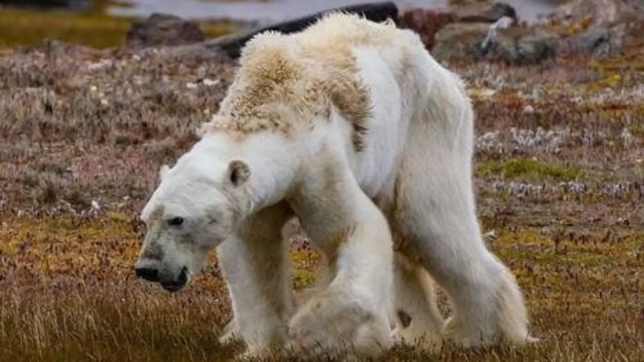 Oso polar