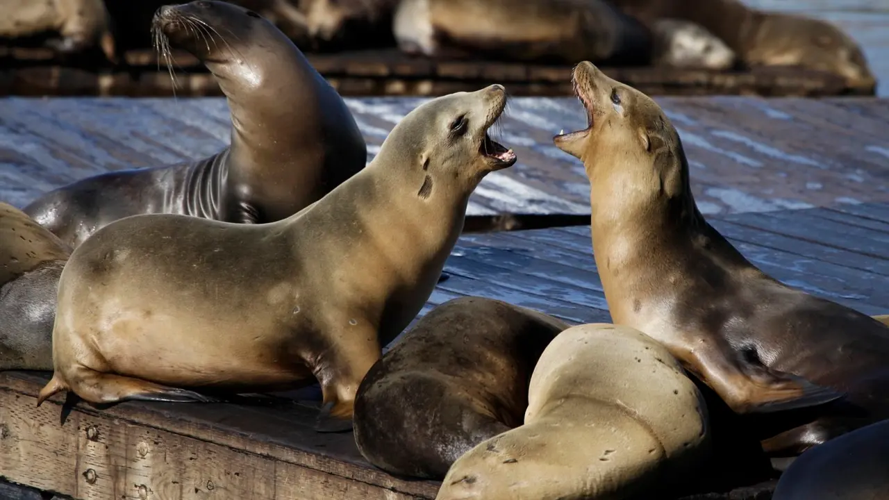 FILE - In this Oct. 15, 2010, file photo, sea lions bark at each other at Pier 39 in San Francisco. San Francisco authorities say, Friday, Dec. 15, 2017,  a second swimmer has been injured by a sea lion and that the cove where the attacks happened has been closed to swimmers. (AP Photo/Eric Risberg, File)