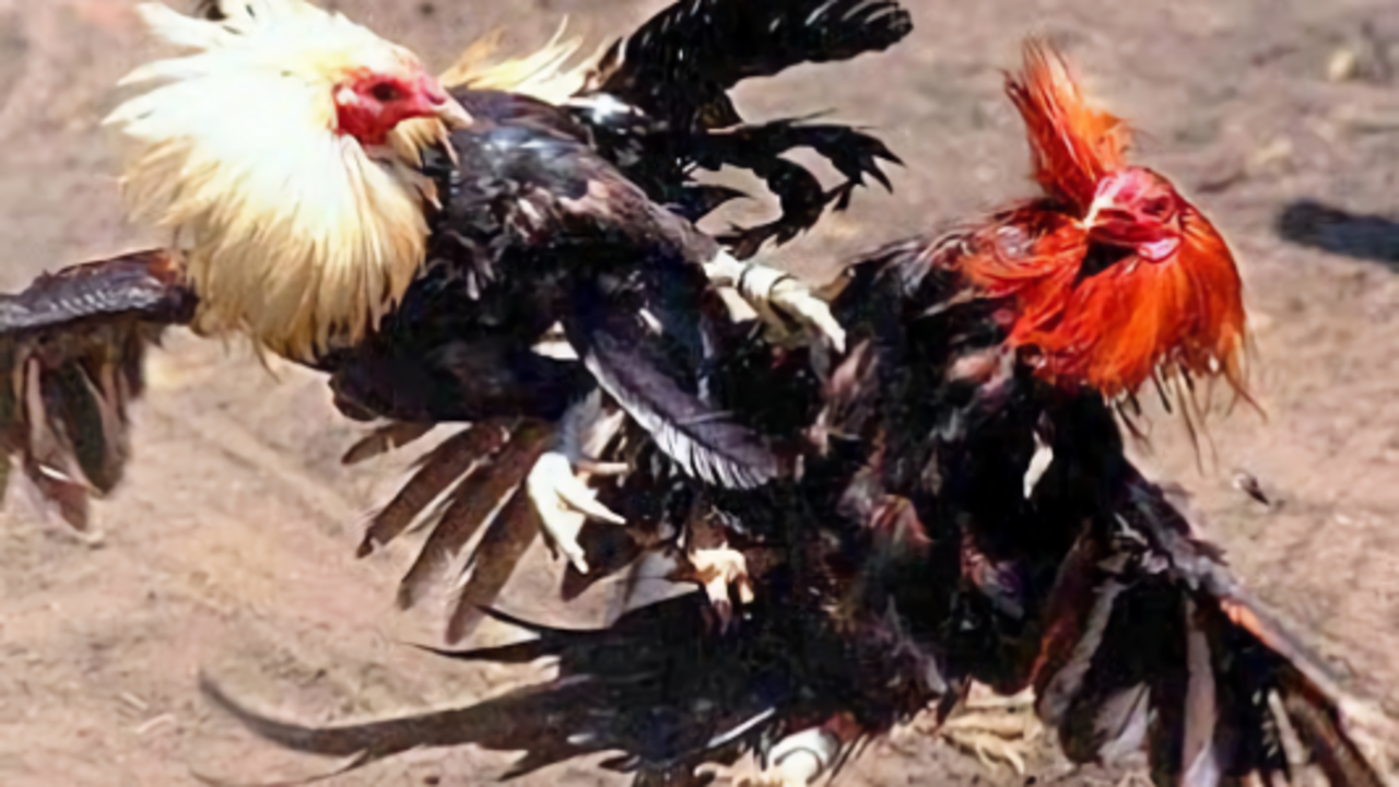 Gallos de pelea
