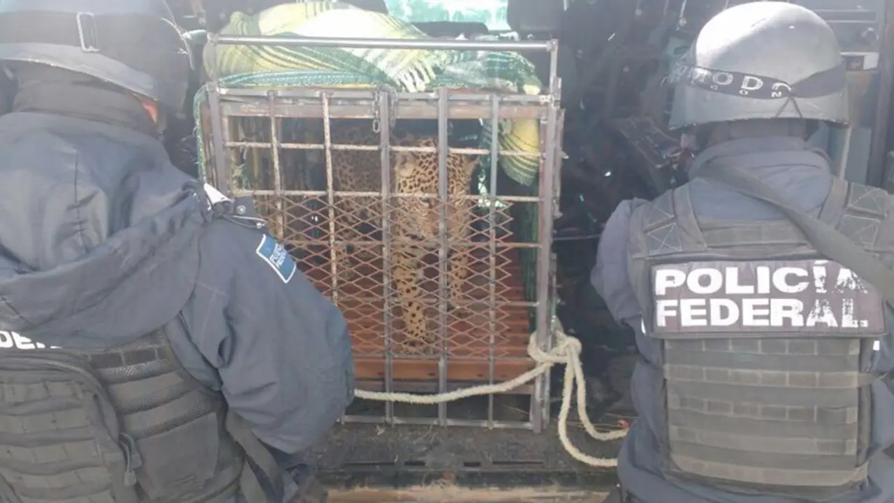 Jaguar abandonado en M&eacute;xico