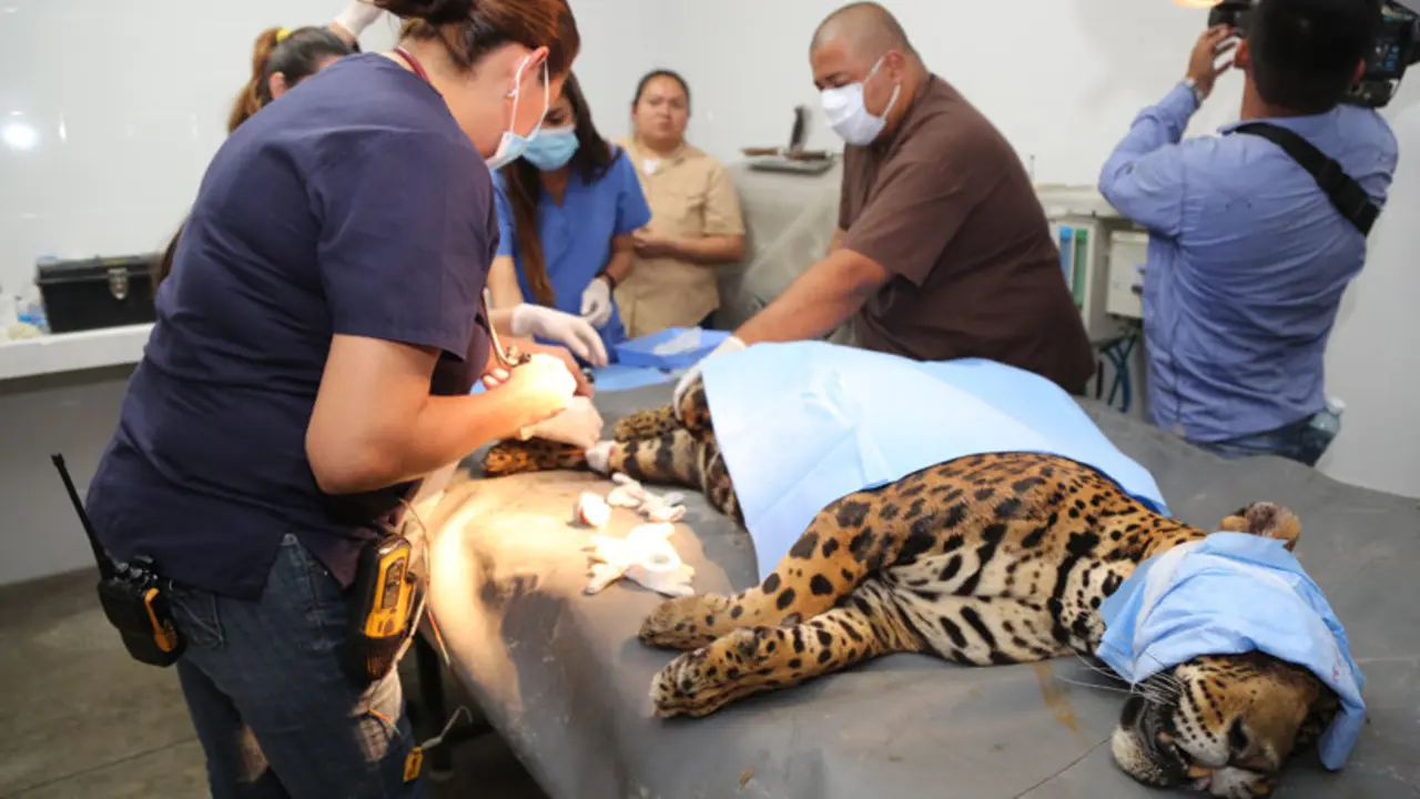 Flacucha, jaguar muerta en el Zool&oacute;gico Nacional
