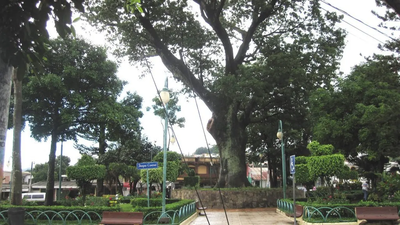 ceiba de antiguo