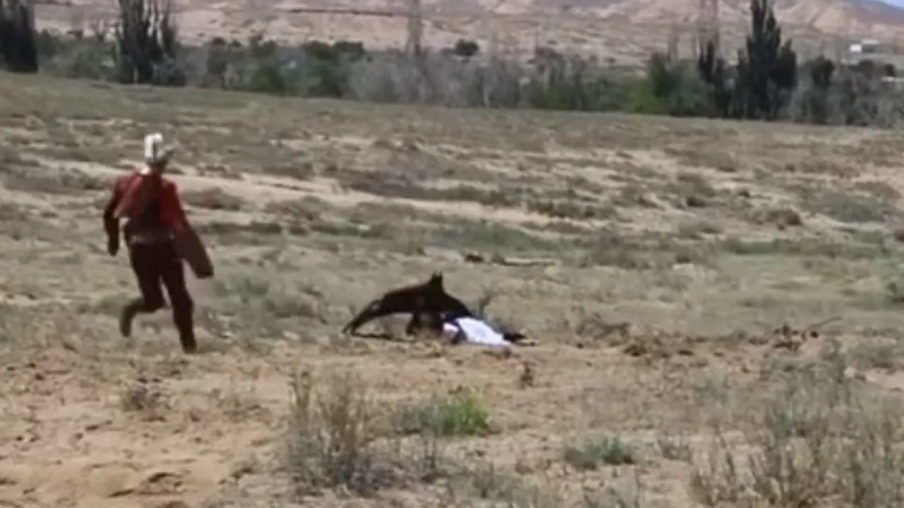 &Aacute;guila ataca a una ni&ntilde;a de 8 a&ntilde;os