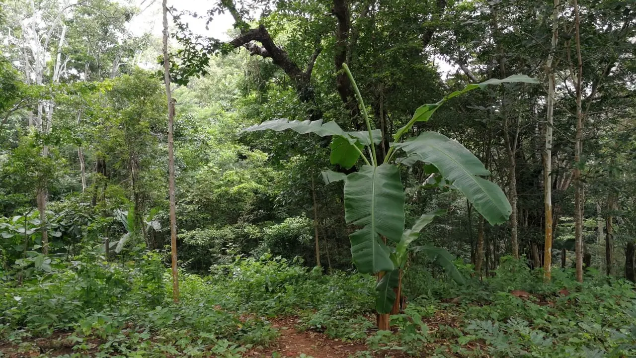 Zona boscosa de Tepecoyo