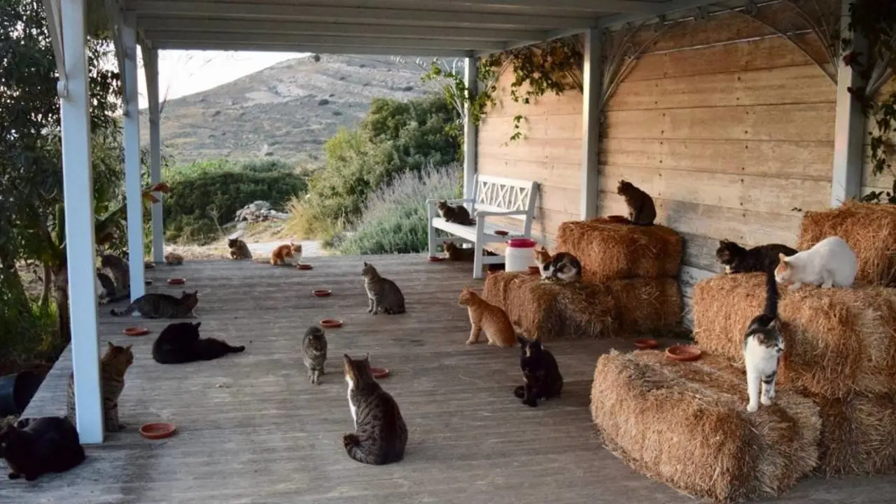 Imagen de los 55 gatitos