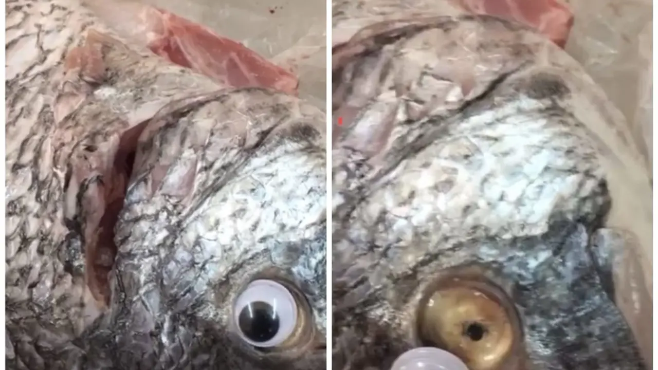 WhatsApp Image 2018-09-02 at 6.12.33 PM