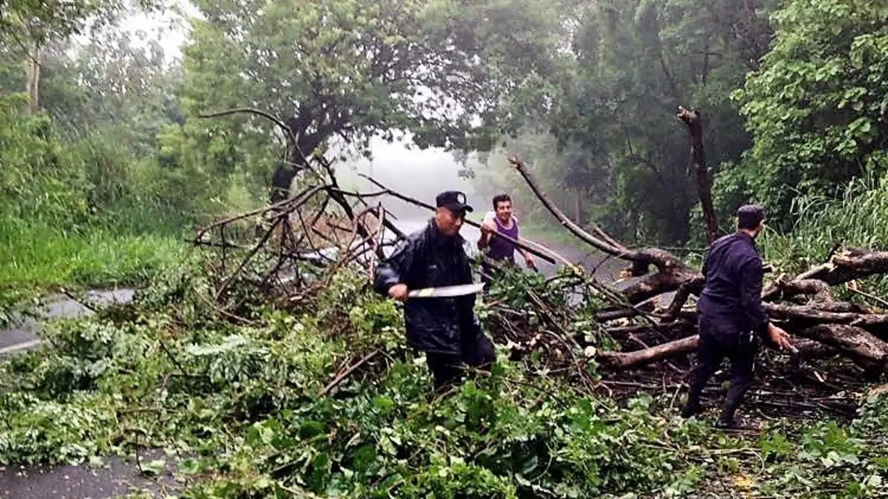 &aacute;rboles ca&iacute;dos 01