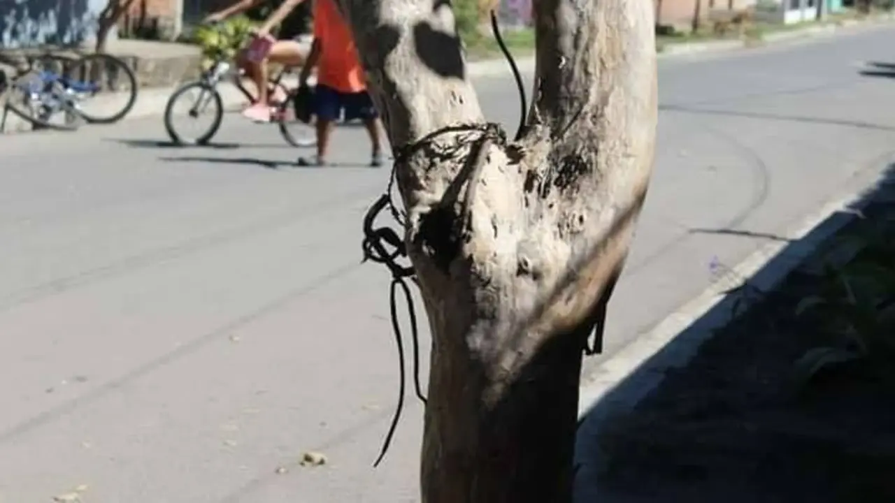 Ahorcado en &aacute;rbol