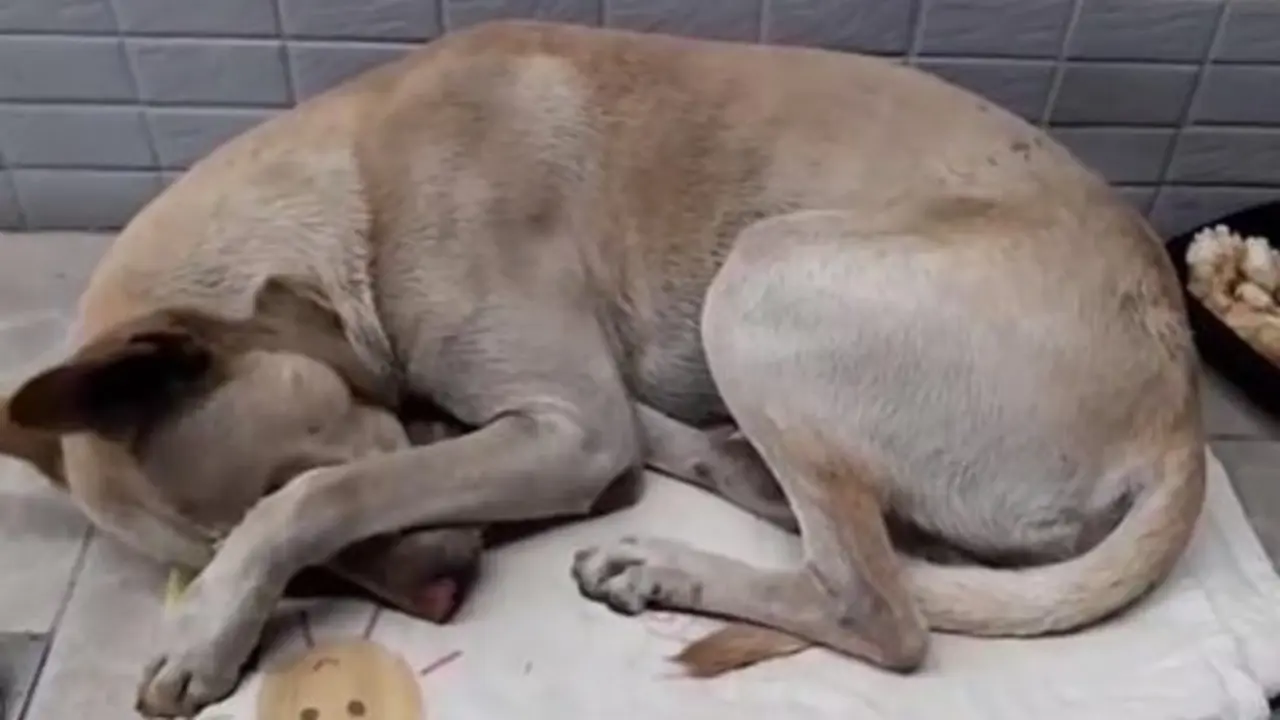 23bf2426-0fa1-11e9-82cf-7b137e13b8df_2415520_1546521493-kwuf-u11201667715511pjf-1024x590lastampa.it_