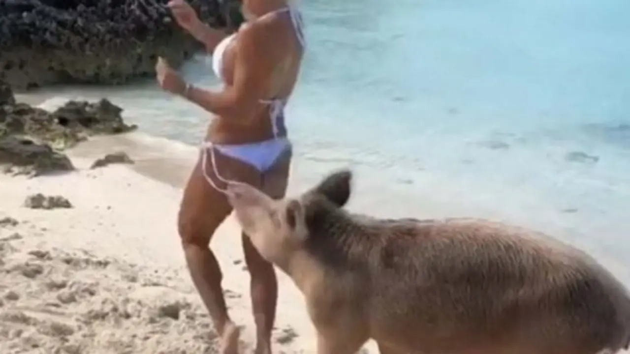 cerdo_muerde_gluteo_de_supermodelo_checa_el_video