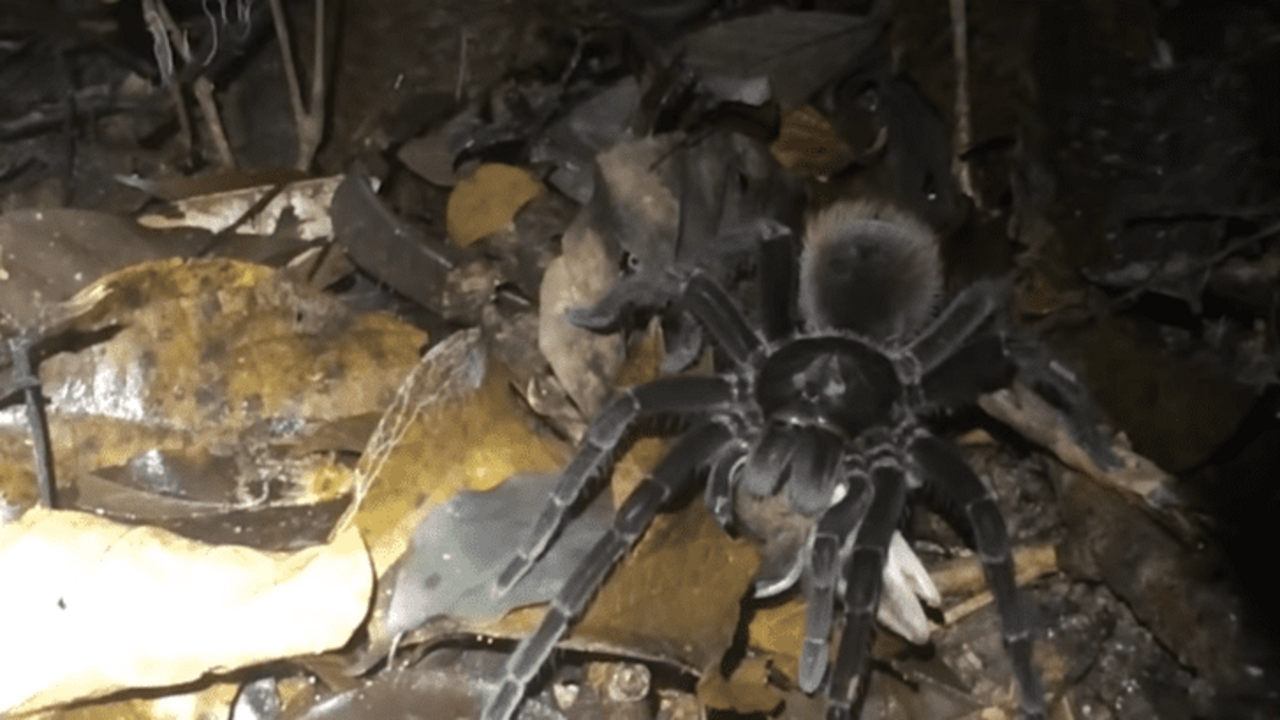 tarantula_gigante_mata_zarigueya_.png_1748969033