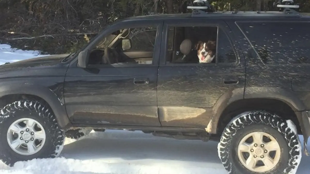 Perro en el veh&iacute;culo