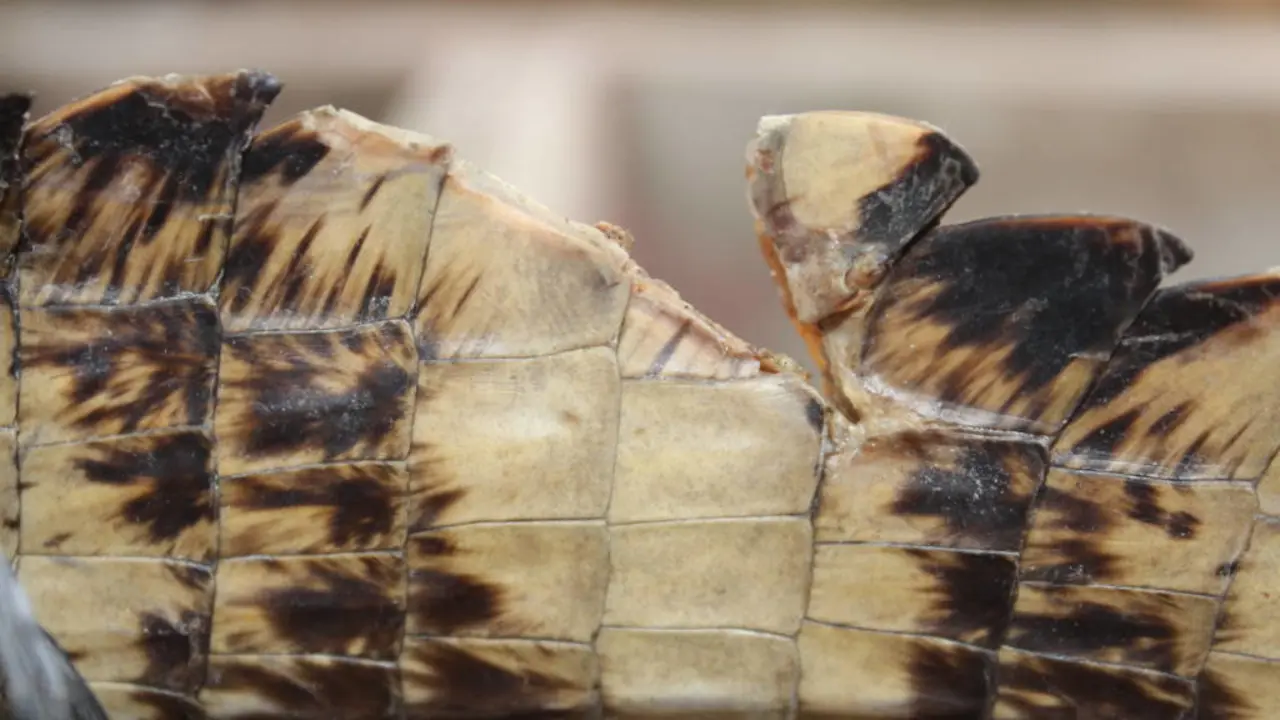 caim&aacute;n herido MARN