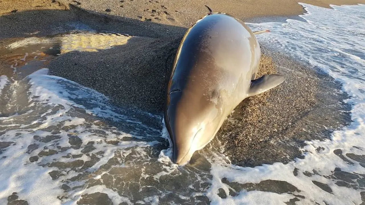 Imagen de referencia tomada de Ideal