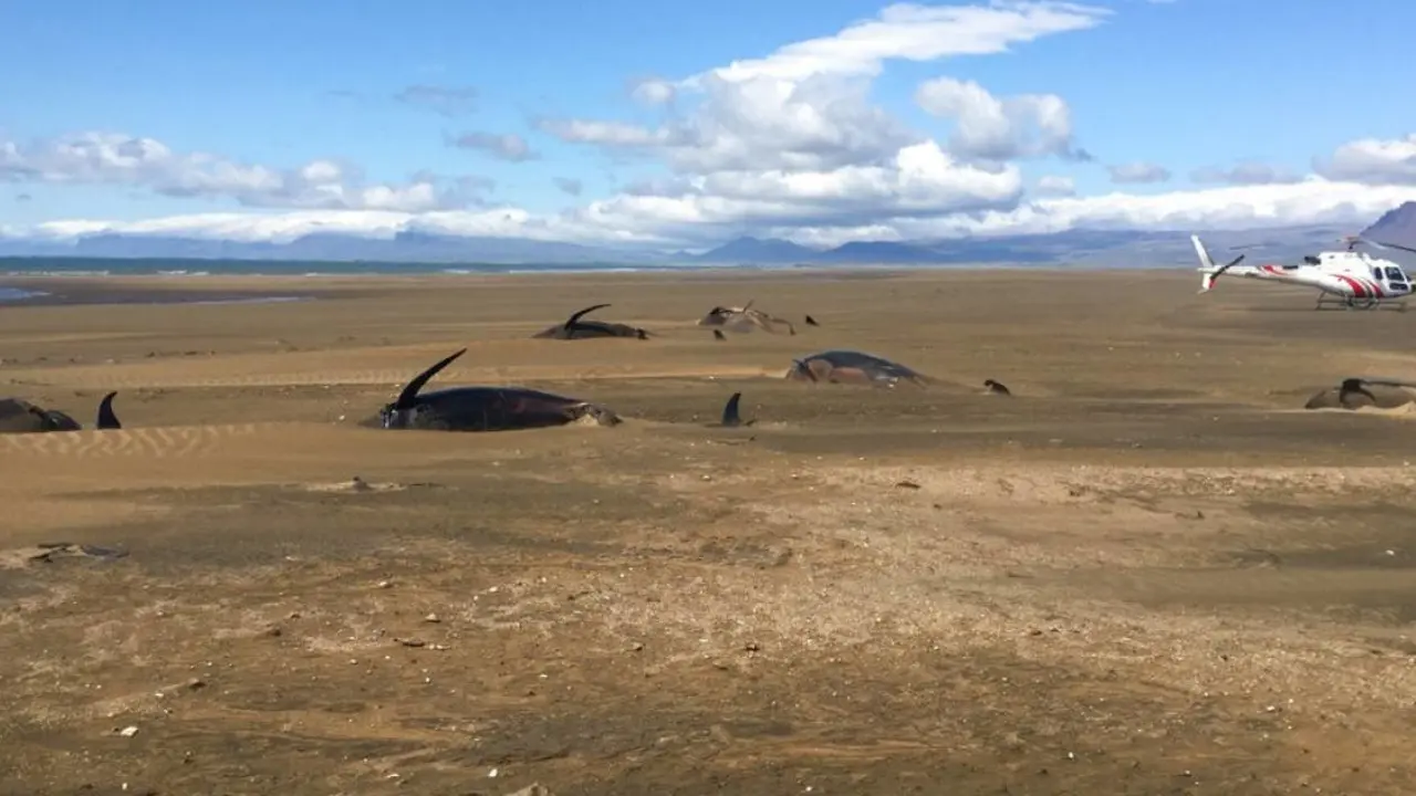 Ballenas muertas en Islandia