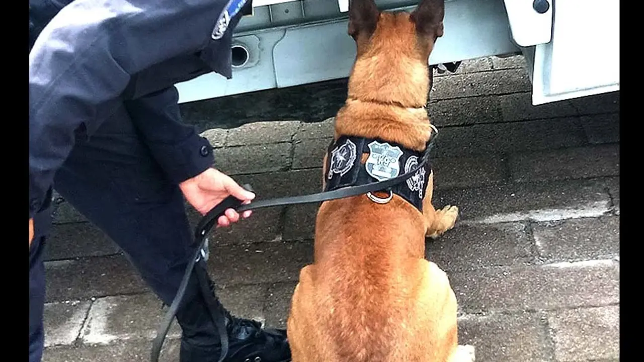 Unidad Canina de la Polic&iacute;a 6