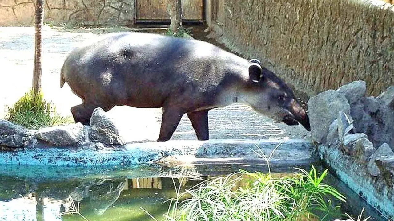 Tapir