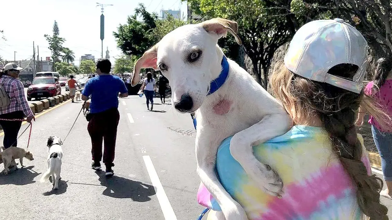 Desfile de mascotas 8