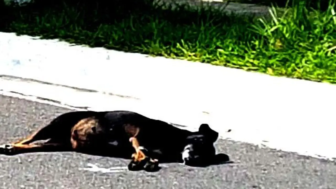 Comunicado perros envenenados en San Mart&iacute;n 2