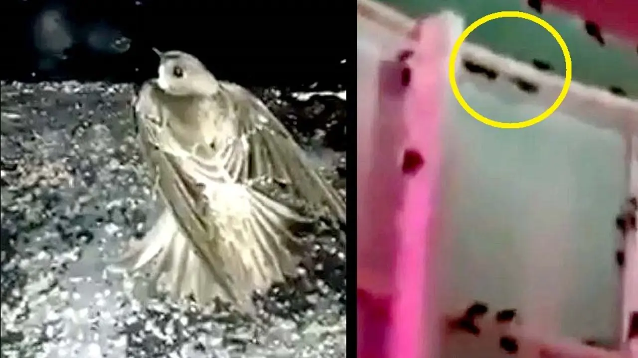 Video denuncia La Gran V&iacute;a 3