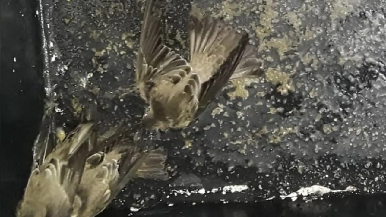 Aves en La Gran V&iacute;a