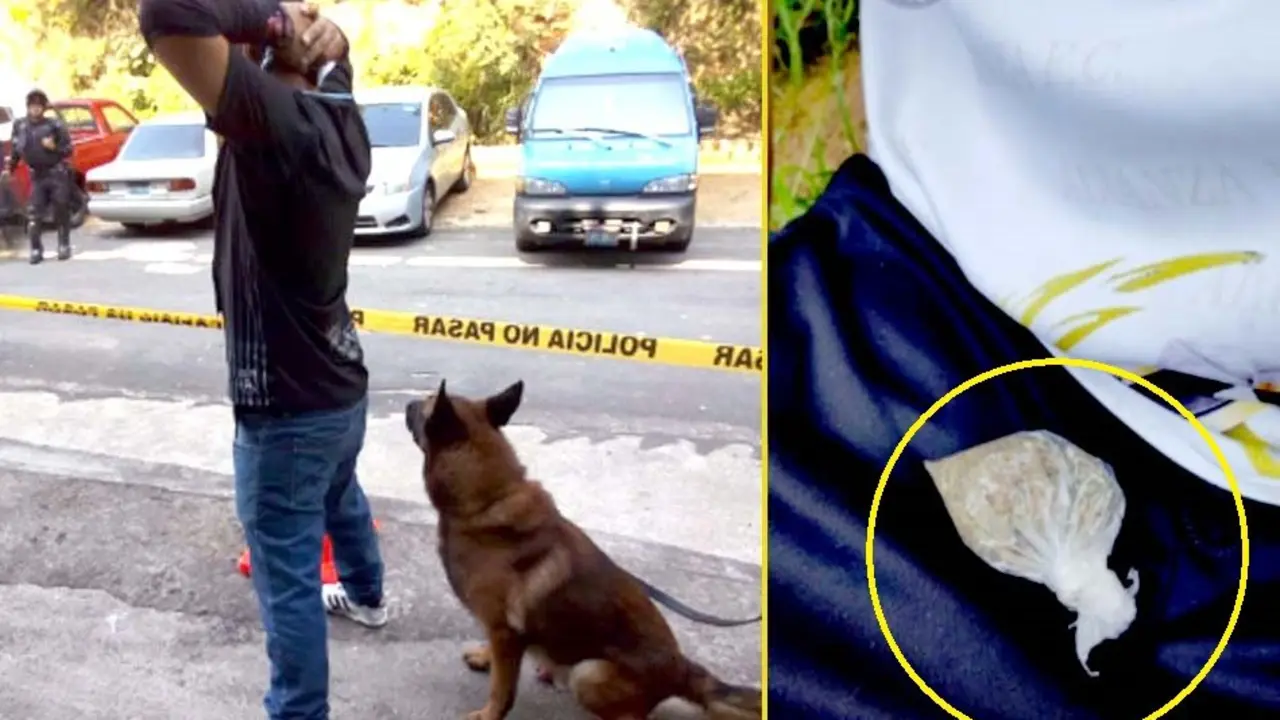 Unidad canina detecta marihuana en partido Alianza Motagua