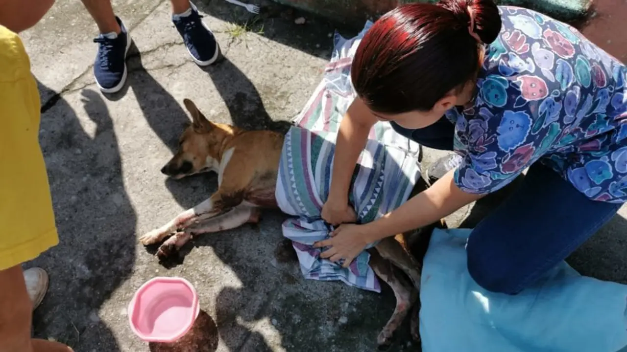 Perrita macheteada 3