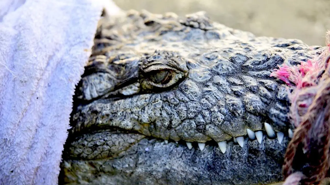 Cocodrilo pas&oacute; 14 a&ntilde;os en cautivero en colonia Sat&eacute;lite 3