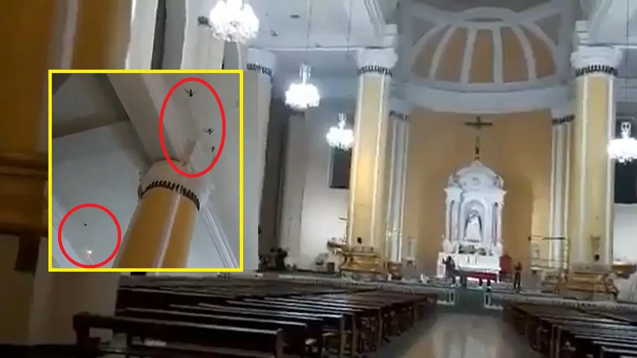 Aves dentro de la catedral de San Miguel