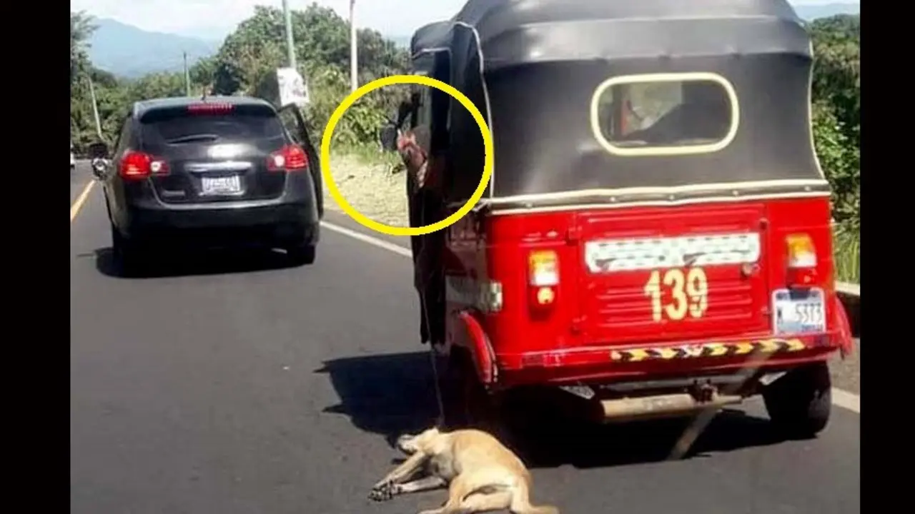 Ahoracan a perro desde una mototaxi en movimiento 2