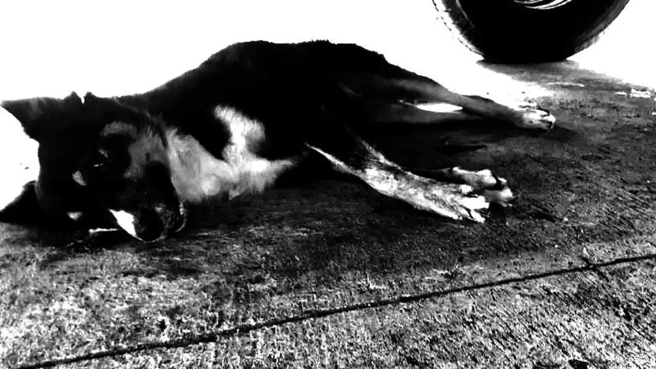 Envenenan a perros en Ayutuxtepeque