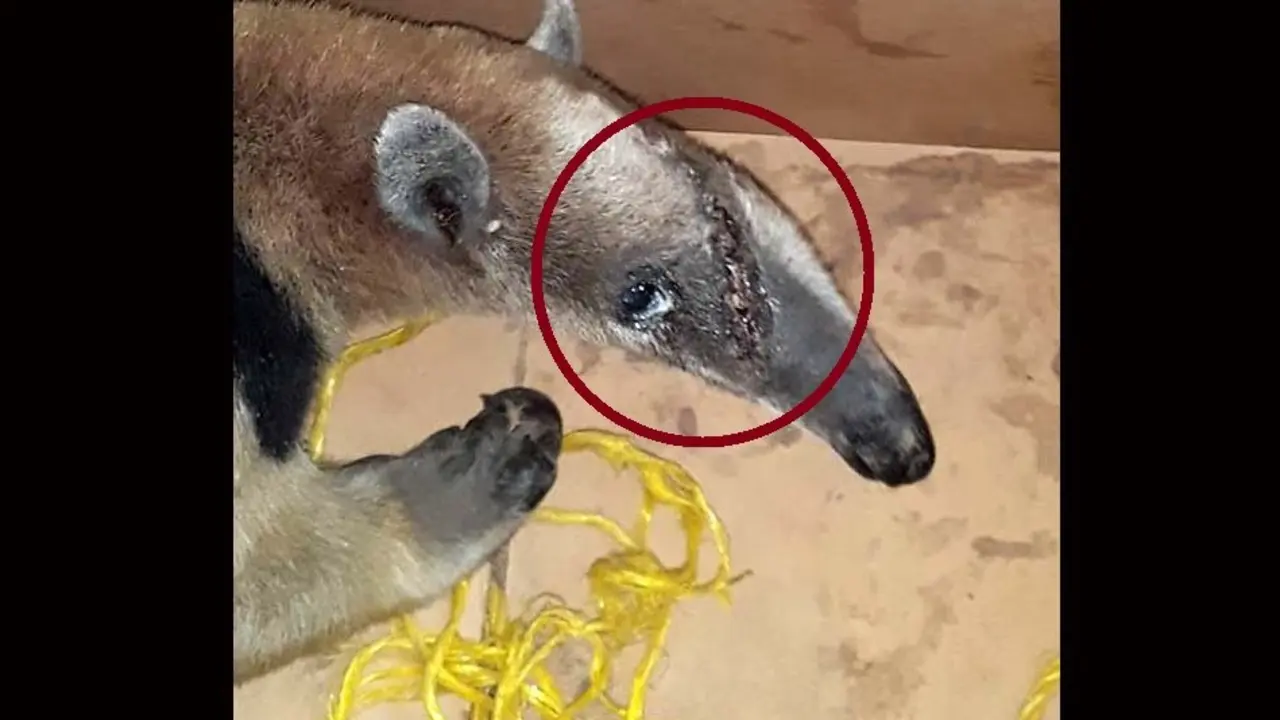 rescatan a oso hormiguero 3