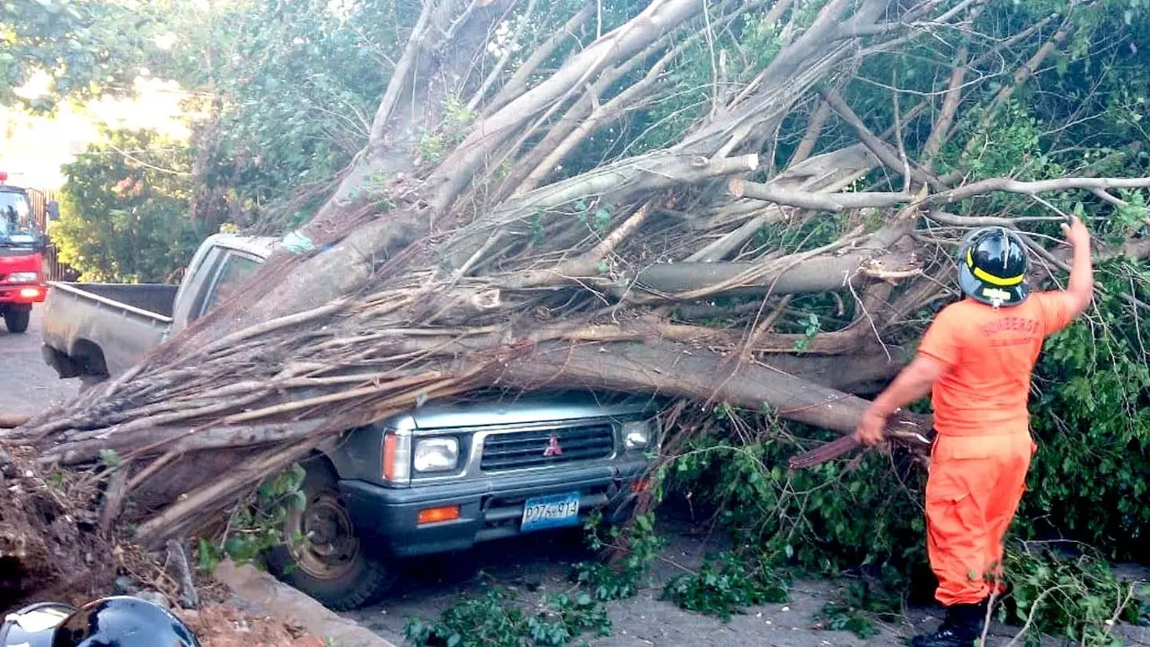 &Aacute;rbol cae en veh&iacute;culo en Sonsonate 1