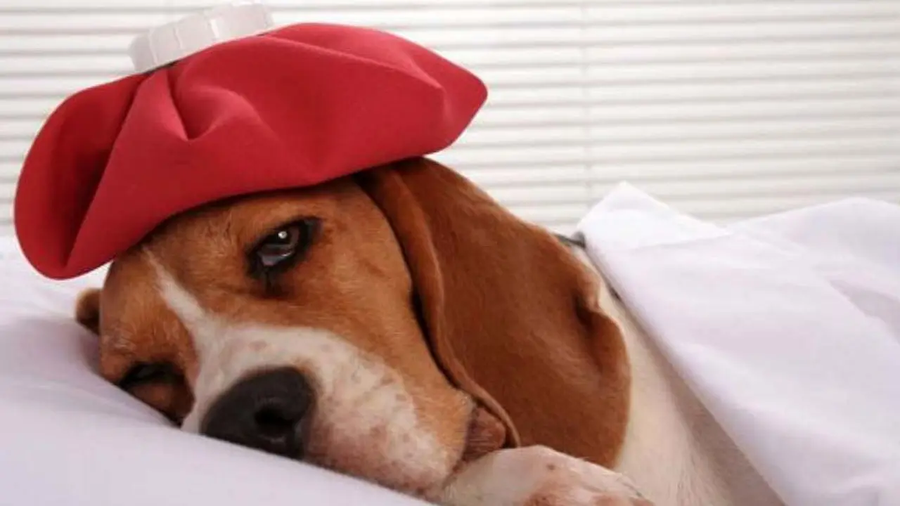 Coronavirus en perros 2