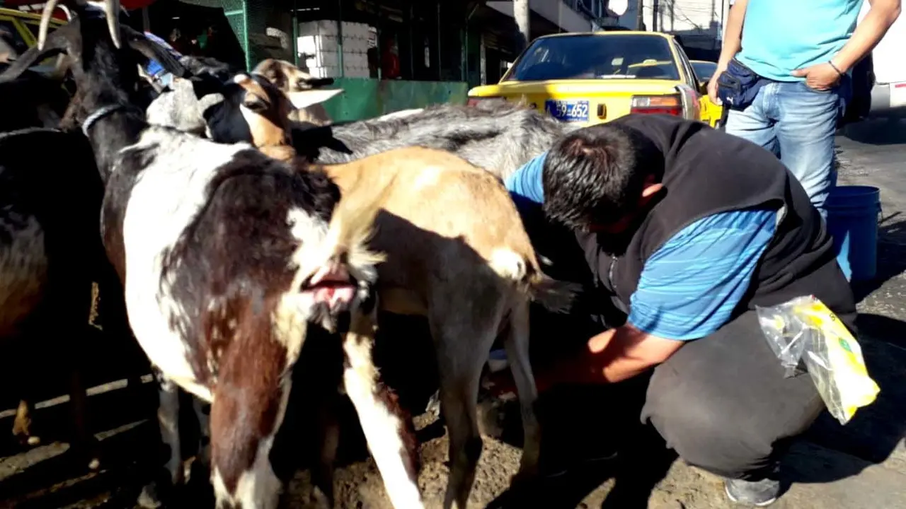 Leche de cabras del centro 2