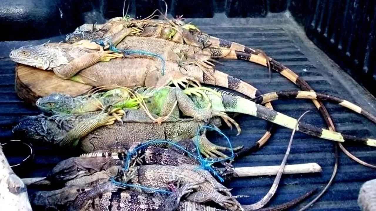 Decomisan iguana y garrobos en San Miguel 2