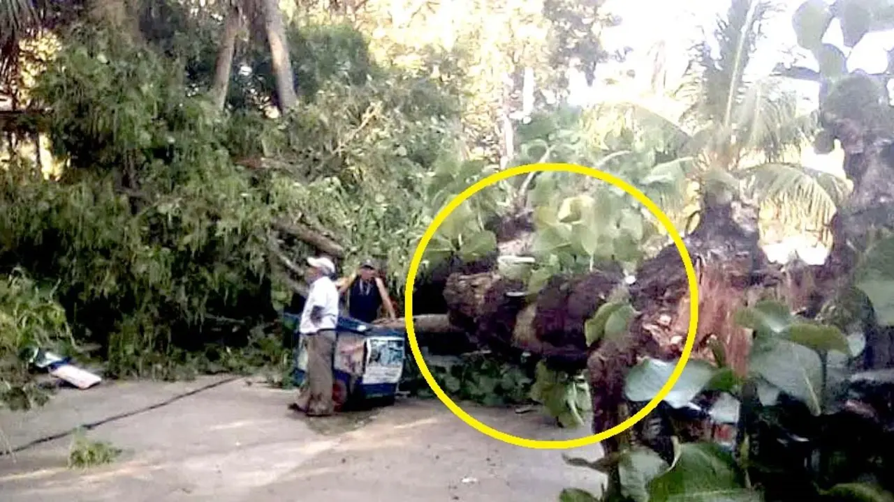 Dos menores lesionados al caer &aacute;rbol en Amapulapa