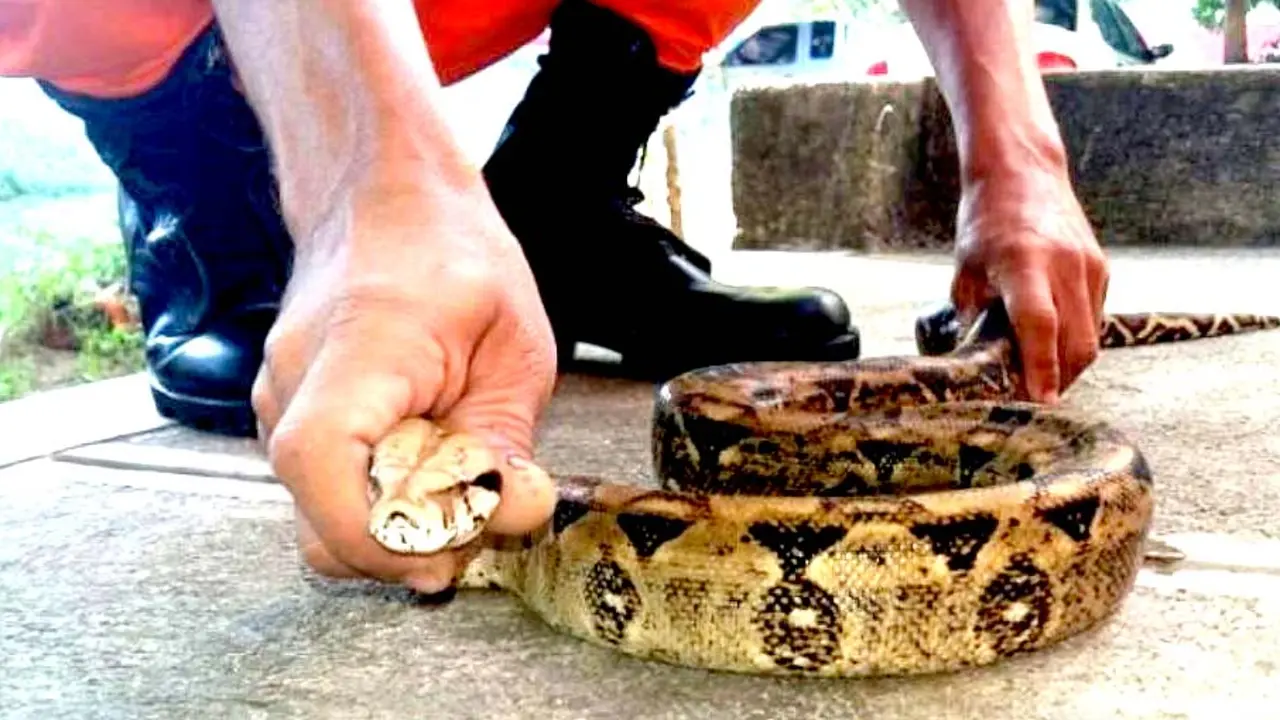 Culebra se ocultaba en una caminadora en San Miguel 2
