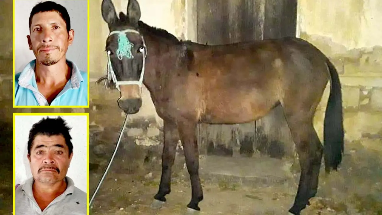 Dos hombres y su burro detenidos en Moraz&aacute;n 6