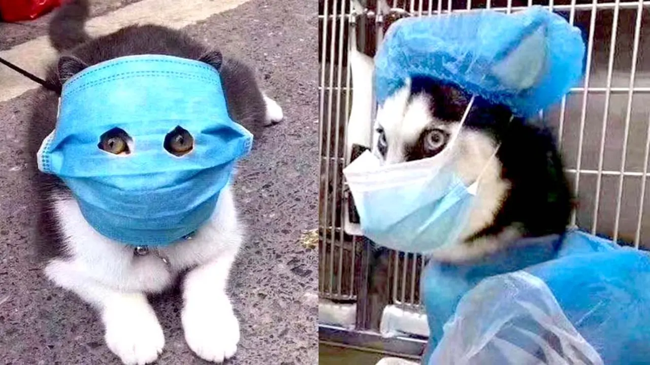 Mascotas en China usan mascarillas para evitar coronavirus 5