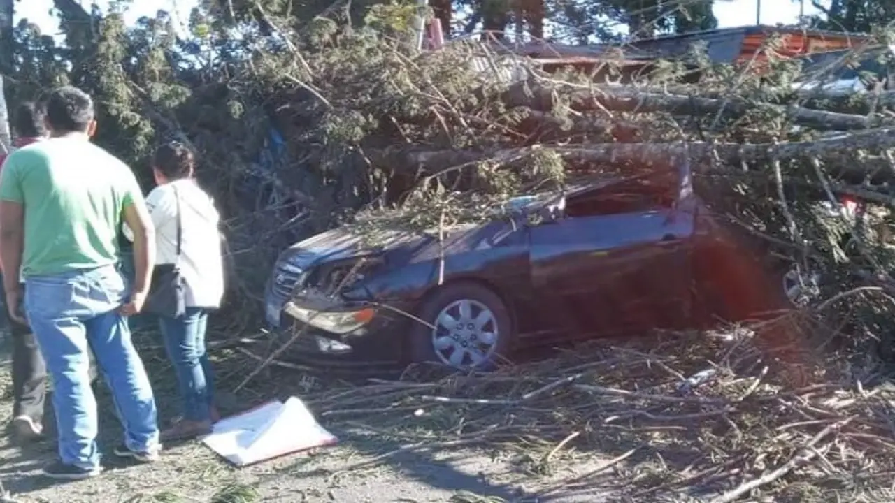 &aacute;rbol de Los Planes