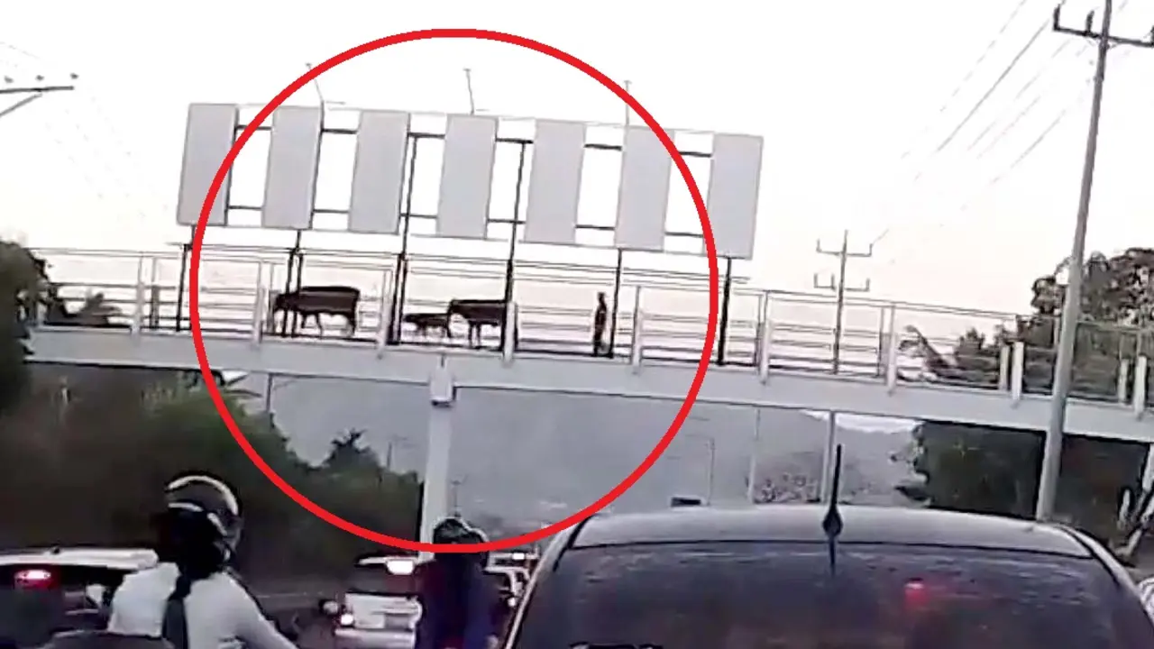 Vacas curzando pasarela del bulevar Constituci&oacute;n