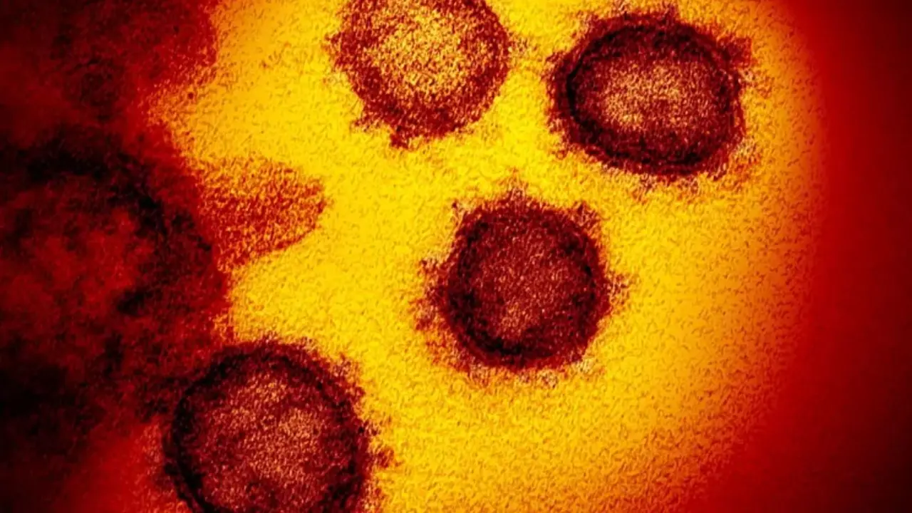 Coronavirus en heces