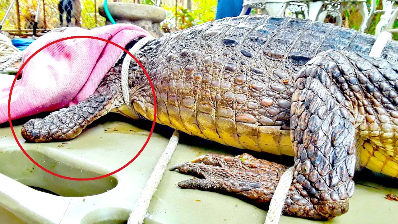 Cocodrilo mutilado en Nahuizalco Sonsonate