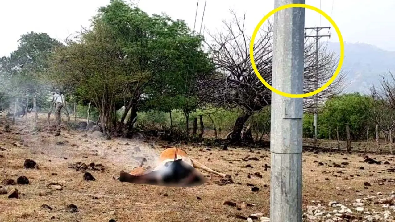 Campesino muere electrocutado 3